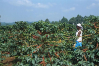 Why is Kenyan Coffee So Acidic? What is the Kenya K72 Processing Method?