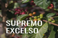 What are Supremo and Excelso Grades? An Introduction to Colombian Green Coffee Bean Grading Standards