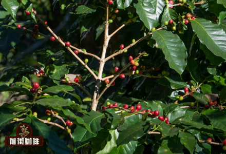 Yunnan Typica Coffee Flavor Profile Processing Methods Characteristics Variety Origin Taste Introduction