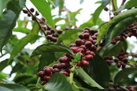 An Introduction to Ninety Plus Geisha Estate Eleta in Panama's Volcán Region