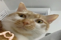 Espresso Extraction Issues Collection! Why Can't Pressure Build Up? Why Won't Espresso Produce Crema?