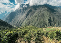 Differences Between Bolivian Coffee Beans and Geisha Coffee Beans - Bolivian Geisha Coffee Bean Flavor Story
