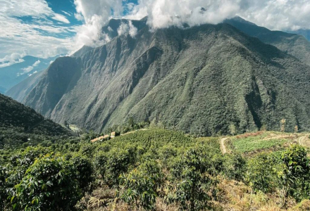 Differences Between Bolivian Coffee Beans and Geisha Coffee Beans - Bolivian Geisha Coffee Bean Flavor Story
