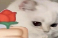 The Right Way to Brew Cold Brew Coffee! What's the Perfect Coffee-to-Water Ratio for Cold Brew? How Fine Should the Grind Be for Cold Brew?