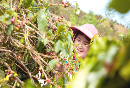 Yunnan Coffee Typica Special Feature: Flavor Profile and Taste Characteristics of Yunnan Small Bean Coffee for Pour-Over Brewing