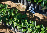 Characteristics of Guatemala SHB Grade Coffee Beans: Introduction to Flavor, Taste, and Stories from Eight Major Coffee Growing Regions