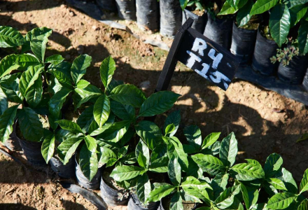 Characteristics of Guatemala SHB Grade Coffee Beans: Introduction to Flavor, Taste, and Stories from Eight Major Coffee Growing Regions