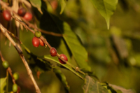 Tanzania Coffee Growing Regions, Varieties, and Grades - Kilimanjaro Coffee Bean Flavor Characteristics