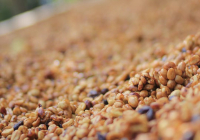 Honey Process Coffee Bean Flavor Profile: How to Brew Costa Rican Coffee Beans for the Best Taste
