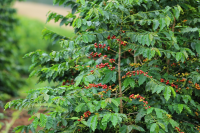 The World's 10 Most Exquisite & Premium Coffee Beans - Ultimate Ranking of Elite Coffee Brands