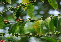 Introduction to 90+ Coffee Estates Ninety Plus Geisha Coffee Bean Processing Process Flavor and Taste Description