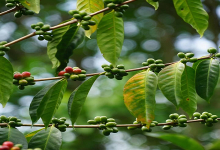 Introduction to 90+ Coffee Estates Ninety Plus Geisha Coffee Bean Processing Process Flavor and Taste Description