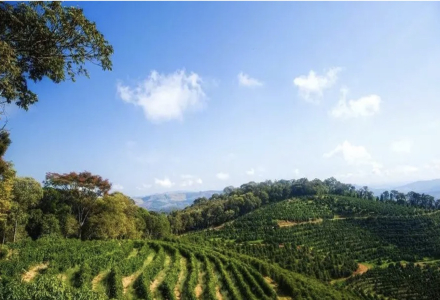 Brazil | Introduction to Coffee Bean Selection from Entry-Level Coffee Growing Regions