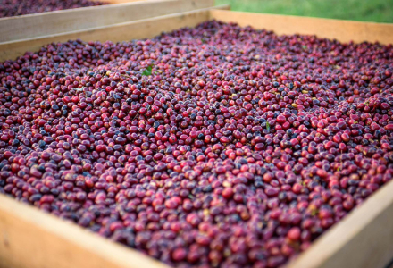 Premium Coffee Geisha Estate Introduction: Geisha Coffee Variety Flavor Characteristics