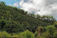 Costa Rican Coffee Beans | Introduction to Strawberry Sugar from Mirasoul Estate in Tarrazú Region