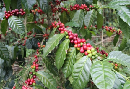 Detailed Guide to Common Coffee Varieties from Global Growing Regions (Part 2)