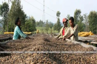 What Flavors Do Different Processing Methods Produce in Ethiopian Yirgacheffe? Introduction to Washed Kochere and Natural Red Cherry Coffee Beans