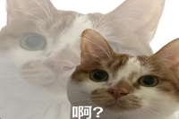 What's the Difference Between Espresso, Pour-Over, Three-Stage, and Single-Stage Brewing? The Origin of Americano and How to Make It