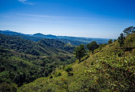 What Are the Famous Estates in Panama's Volcán Region? What Are the Characteristics of Hartmann Estate?