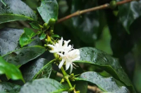 Where Do Geisha Coffee Beans Come From - An Introduction to Coffee Origins and Varieties