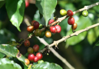 Costa Rican Coffee Beans | Introduction to Tarrazú Region Musician Series Bach Coffee Beans