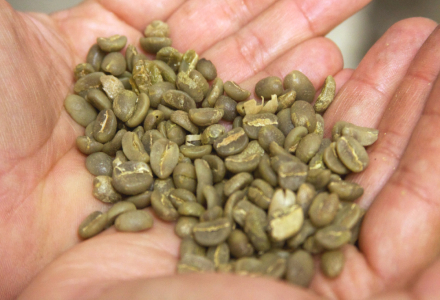 What Are the Types of Arabica Beans? How to Distinguish Arabica from Gesha, Bourbon, and Typica Coffee Beans?