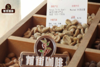 Kenya Single-Origin Coffee Flavor Profile & Characteristics Kenya Coffee Bean Size Grading System