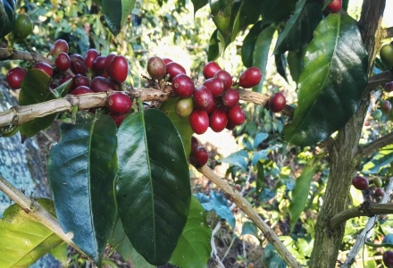 Introduction to Caturra, Catimor, Catuai, Costa Rica 95, and Lempira Varieties