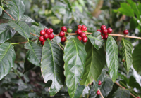 Characteristics of Brazilian Coffee Beans, Brazilian Semi-Washed Process Arabica Coffee Beans Suitable for Pour-Over Coffee