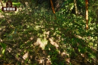 What's the Difference Between Arabica and Robusta? Why Are Geisha Coffee Beans So Expensive? How Many Trees Do You Need to Plant for Coffee Freedom?