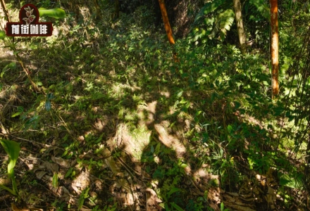 What's the Difference Between Arabica and Robusta? Why Are Geisha Coffee Beans So Expensive? How Many Trees Do You Need to Plant for Coffee Freedom?