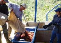 How to Brew Costa Rica Mozart Coffee Beans - Brewing Methods, Water Temperature, and Grind Settings