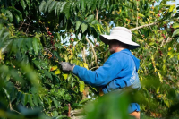 Hawaiian Specialty Coffee Bean Characteristics: Hawaiian Kona Origin Classification and Brewing Flavor Profiles