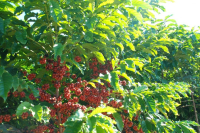 Flavor Profile and Taste Characteristics of Cerrado Coffee Beans from Brazil | Pour-Over Brewing Techniques and Parameter Recommendations