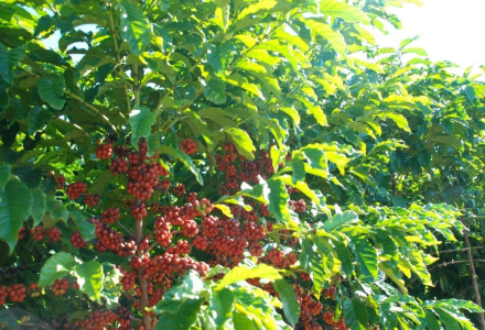Flavor Profile and Taste Characteristics of Cerrado Coffee Beans from Brazil | Pour-Over Brewing Techniques and Parameter Recommendations
