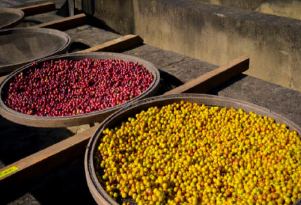Characteristics and Flavor Profiles of Brazilian Coffee Varieties: The History and Story of New World Catuai and Bourbon Coffee Beans