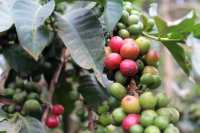 What Coffee Varieties Are Mainly Grown in Kenya? What Are the Characteristics of SL28 and SL34 Varieties?