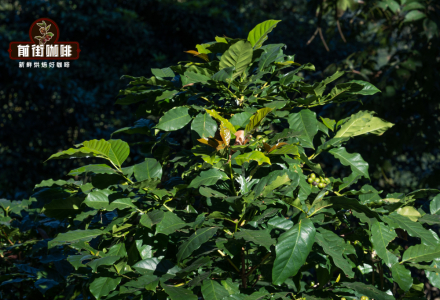 What is Typica Coffee? Introduction to Flavor Characteristics of Yunnan's Typica Premium Coffee Beans