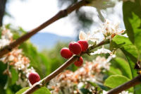 The Difference Between Geisha Coffee Bean Grades—What's the Biggest Difference Between Hacienda La Esmeralda's Red Label and Green Label Geisha