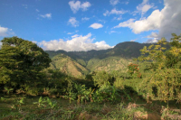 What are the characteristics of the world's most expensive coffee, Jamaica Blue Mountain? Introduction to Blue Mountain Coffee Estates