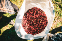 Panama Coffee Beans: Characteristics, Stories, Grading, Pricing, Raw Beans, and Roasting