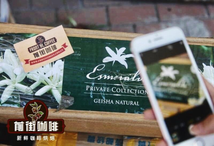 Which is Better: Geisha Coffee or Blue Mountain Coffee? Flavor and Taste Characteristics of Panama Geisha Coffee Beans