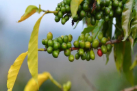 Introduction to Costa Rica's Coffee Institute ICAFE, Coffee Varieties, and Canet Estate Mozart Coffee