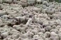 Can You Drink Coffee After Contracting COVID-19? Is It Suitable to Drink Pour-Over Coffee When You Have a Headache?