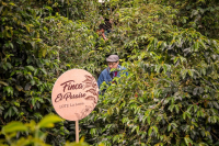 Colombia Heavenly Estate Anaerobic Washed Coffee Beans: Flavor Profile Characteristics and Brewing Parameters