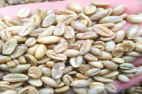 What are the characteristics of Réunion Island Laurina coffee? Why is Laurina called natural low-caffeine coffee?