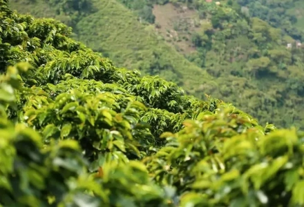 What are the characteristics of Colombian coffee and how is it graded?