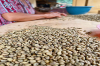 What's the Difference Between PWN Golden Mandheling and Regular Mandheling? How are G1 Washed Specialty Coffee Beans Graded?