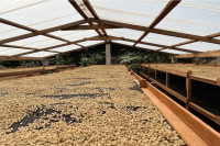 Is Pour-Over Coffee from Peru Delicious? What Flavors and Tastes Do Peruvian Specialty Coffee Beans Offer?