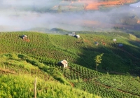 Introduction to Asian and Pacific Coffee Bean Characteristics Decaf Xianglong Blend Coffee Decaf Coffee Bean Story